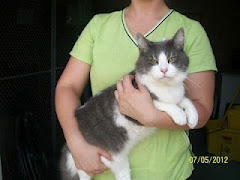 7/12/12  Urgent Cat DSH 1-2 YEARS OLD, MALE Will Be Killed If Not Rescued or Adopted