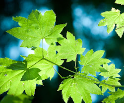 Leaf Wallpaper South Africa 4