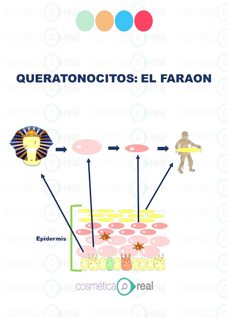 Células de la epidermis 