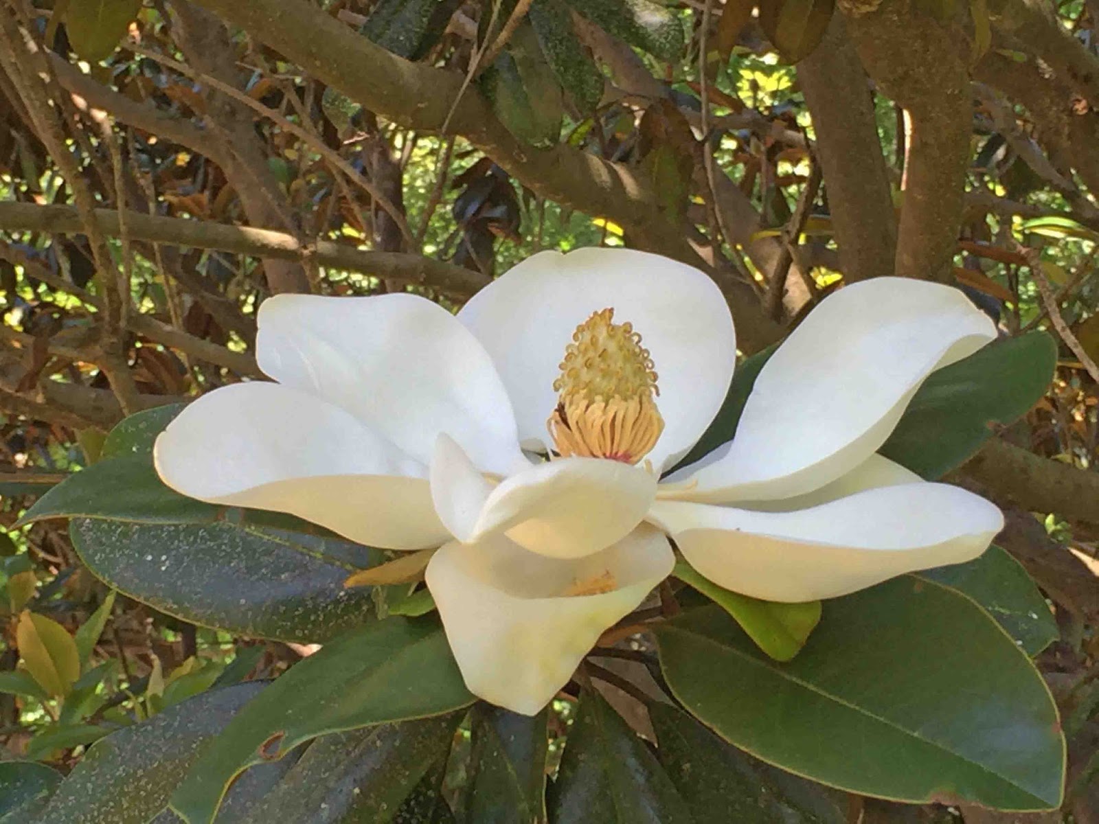 MARIETTE'S BACK TO BASICS {Our Fragrant Magnolia Grandiflora