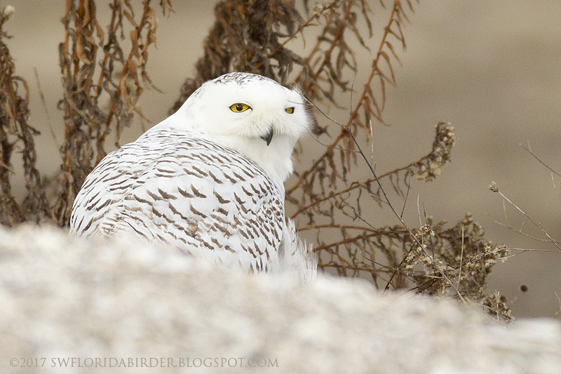 Snowy Owl At Long Beach Connecticut Focusing on Wildlife