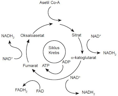 Daur Krebs