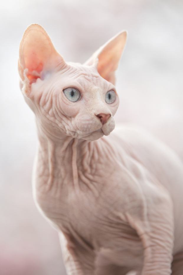 Everything about your Sphynx Cat Love Cats
