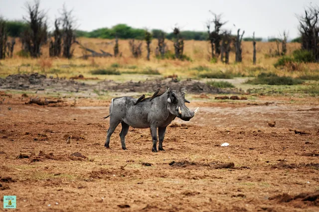 Warthog en Moremi, Botswana