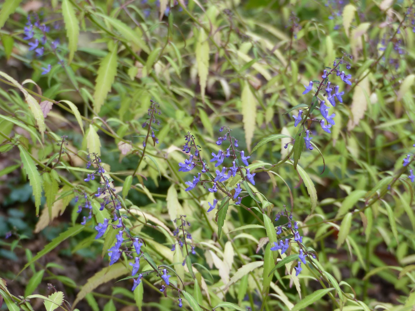 Temps De Jardin Aout 2017