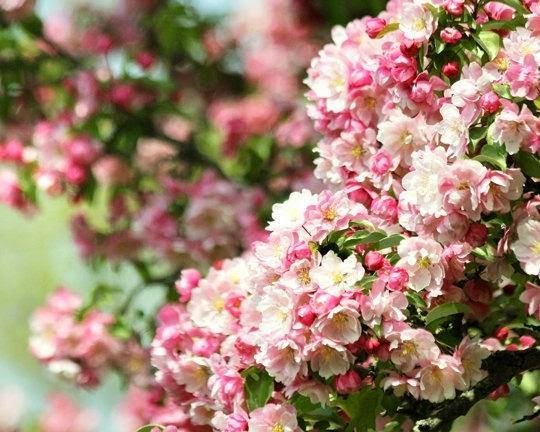 https://www.zibbet.com/seelifeshine/flower-photography-nature-photography-cherry-blossom-photo-bedroom-decor-flower-art-art-for-girls-room-eternity