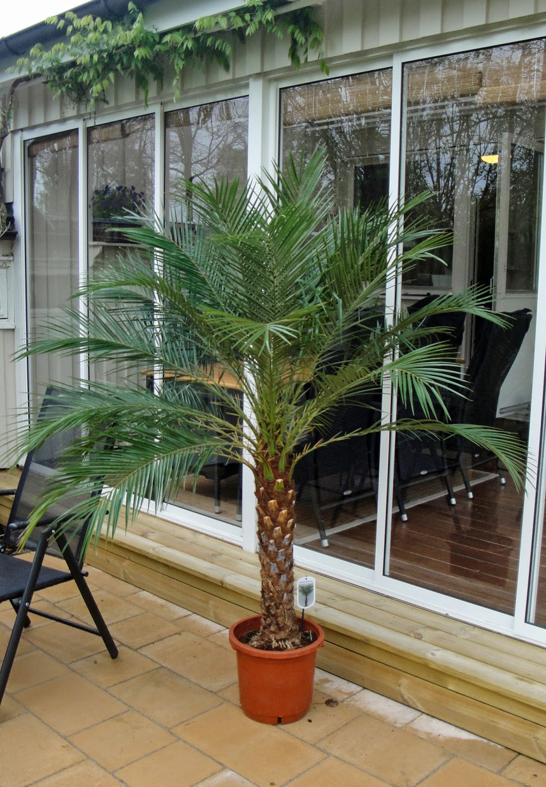 palm Phoenix Robelenii
