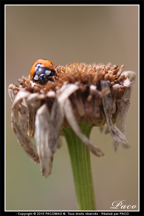 macro de coccinelle par paco artiste peintre illustrateur graphiste