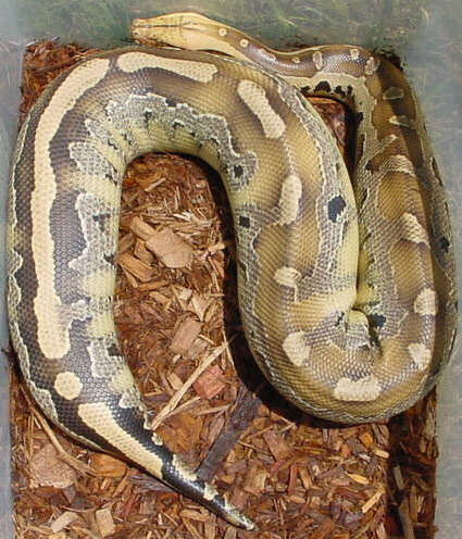 Borneo Short-Tailed Python