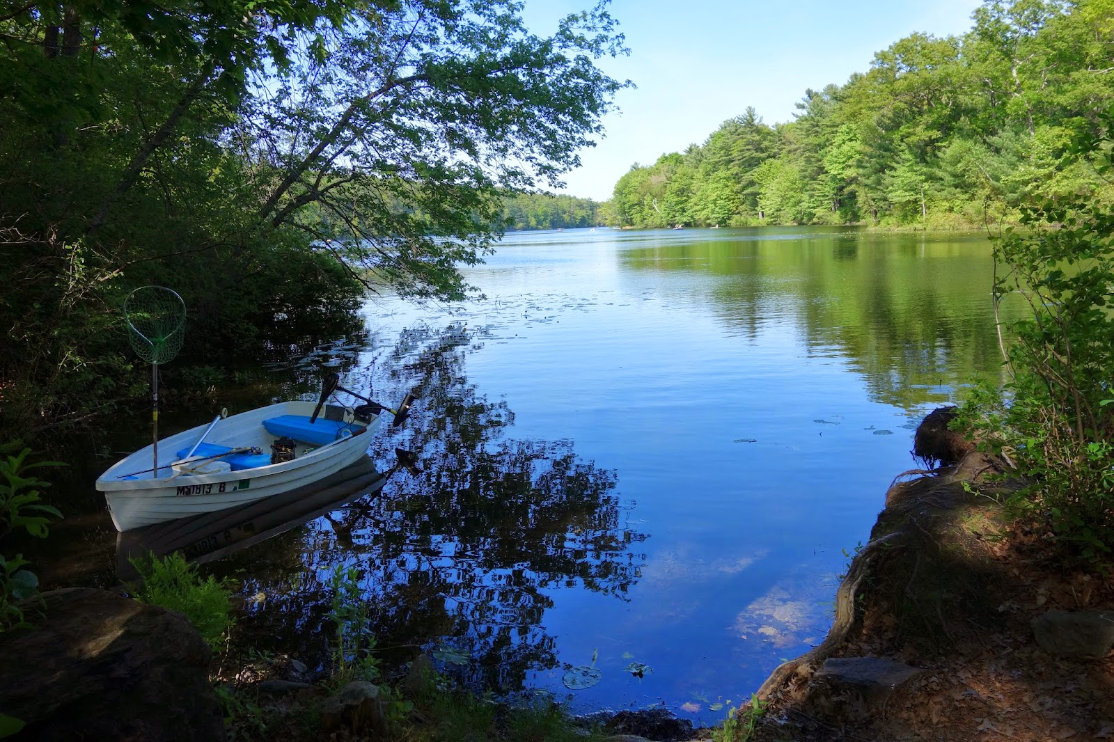 cat5tatoo Net at Stiles Pond
