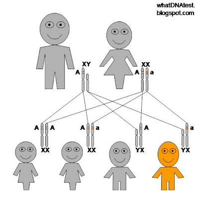 diagram of X-linked recessive genetic inheritance pattern, mother carrier of the disease, father normal, 50% sons affected by the disease, 50% daughters carriers of the disorder