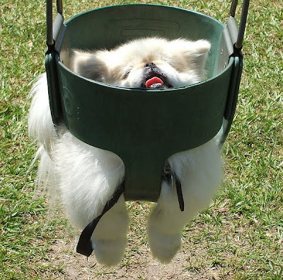 Cute Swinging Dogs Seen On www.coolpicturegallery.us