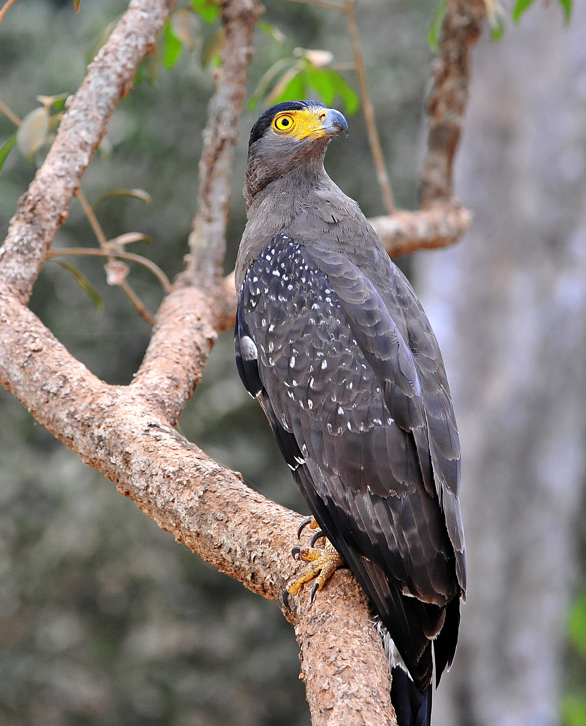 The Life Journey in Photography: Crested Serpent Eagle @ Wilpattu