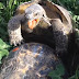 Γνωρίζεται πως κάνουν την σεξουαλική πράξη οι χελώνες; Δείτε και πάθετε πλάκα (Video)