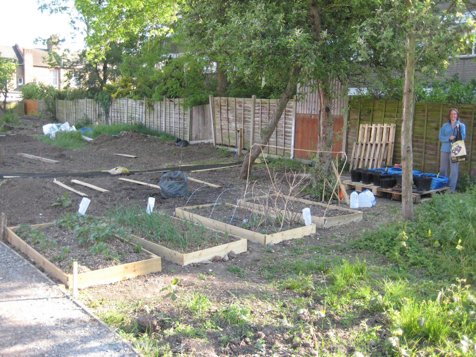 purple veg Allotment raised beds for crop rotation