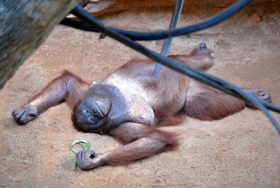 Animals Zoo Park zoo animals in cages Pictures & Photos