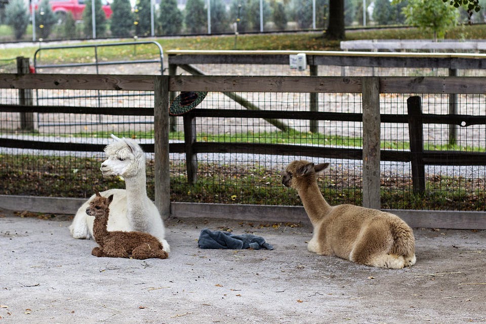 Children's Zoo At Celebration Square Childrens Zoo At Celebration