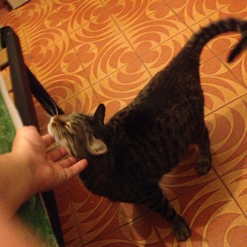 Il Mio Gatto Mi Morde Mentre Dormo