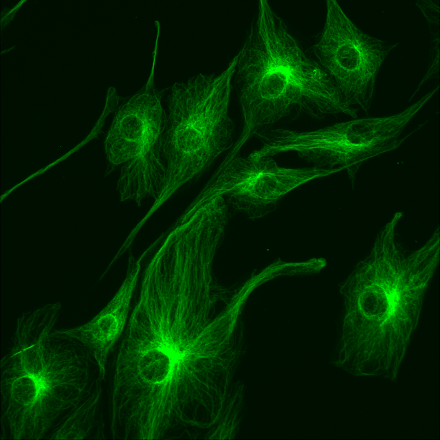 Lumascope 500 green fluorescence image.