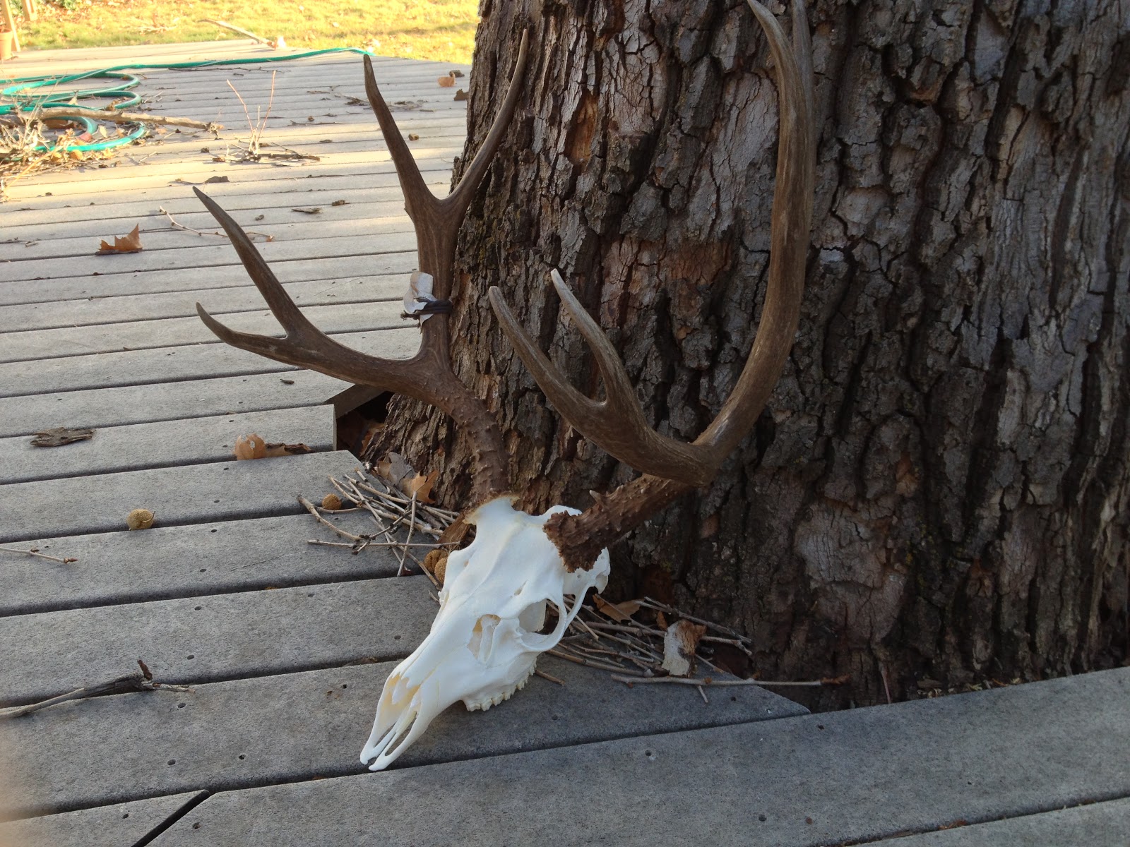Cowboy Creek Taxidermy