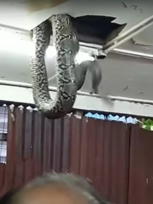 a snake falls to earth a snake falls to earth
