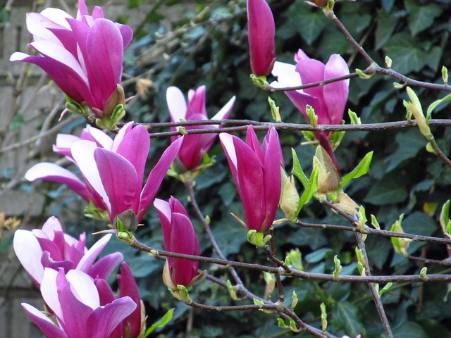 Rasadnik Radisavljevic Fontane Cetinari Ukrasne I Medonosne