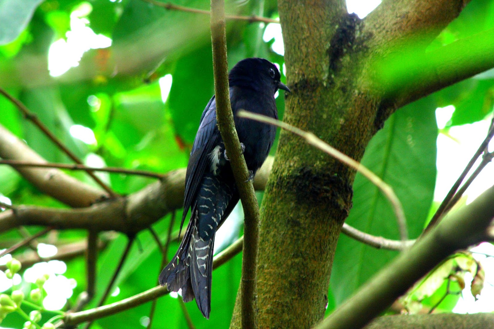 Dedy Surya Jr Dsj Burung Kedasih Hitam Surniculus Lugubris