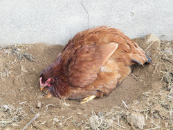 dirt chickens raindrop tea taking