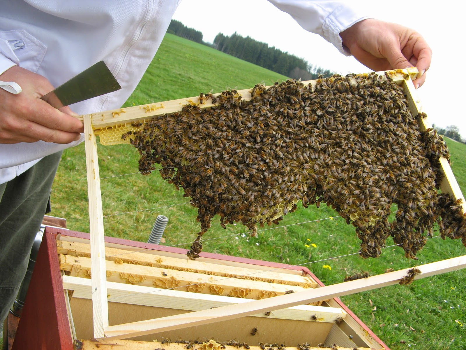 Ein Hobby in Dadant 1. Honigraum