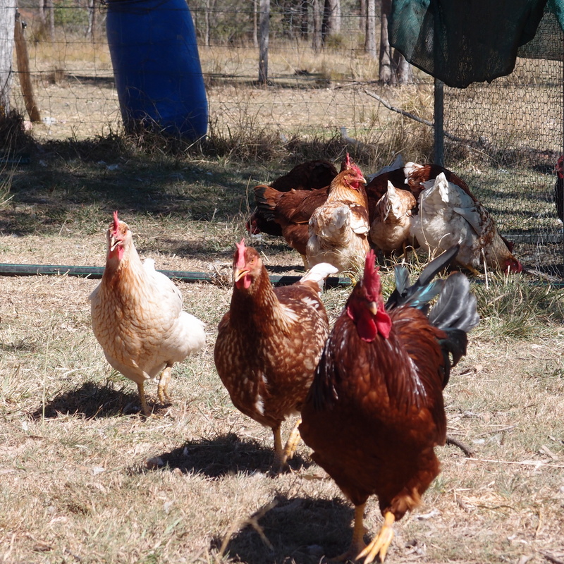 eight acres: raising chickens for meat