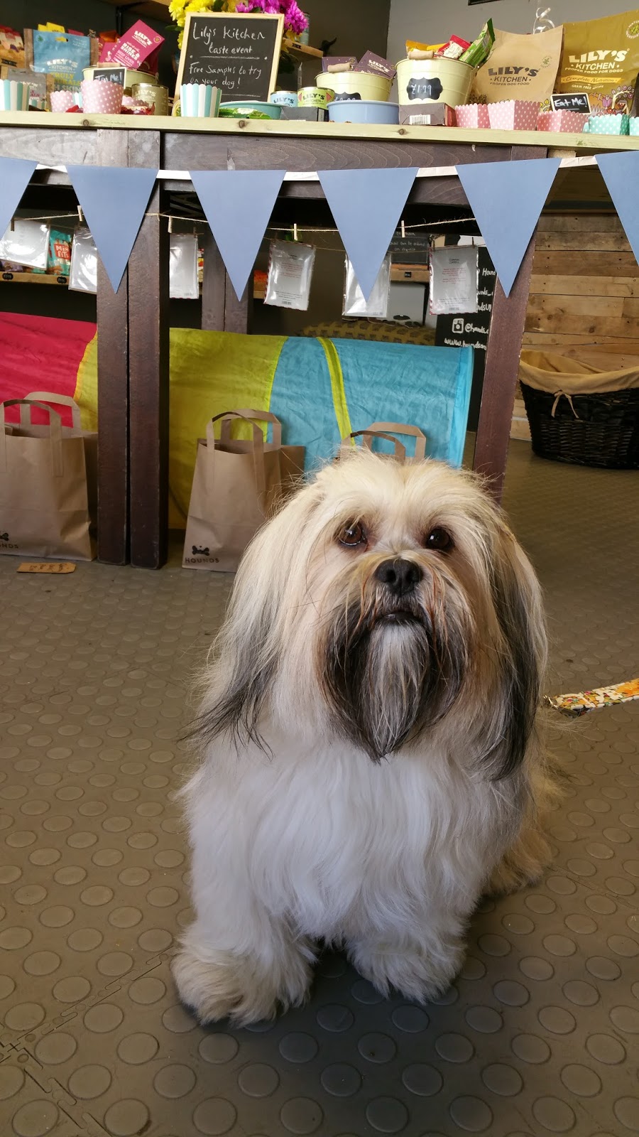 Hounds NewcastleUnderLyme Staffordshire Paws across Britain