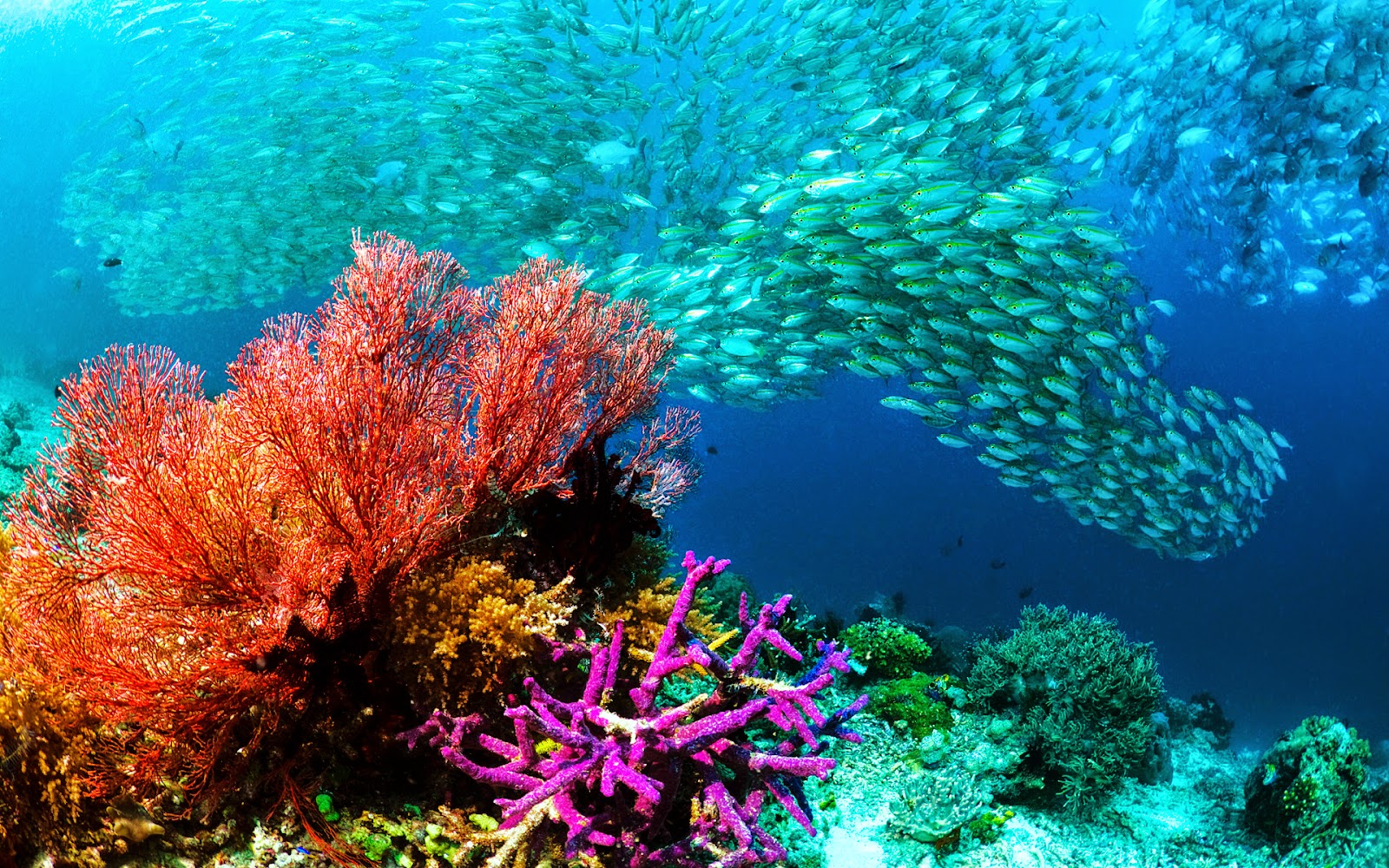 The Best Place For Amazing Windows Themes: Tropical Fish theme