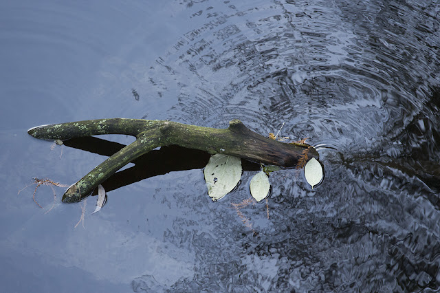 branch in water