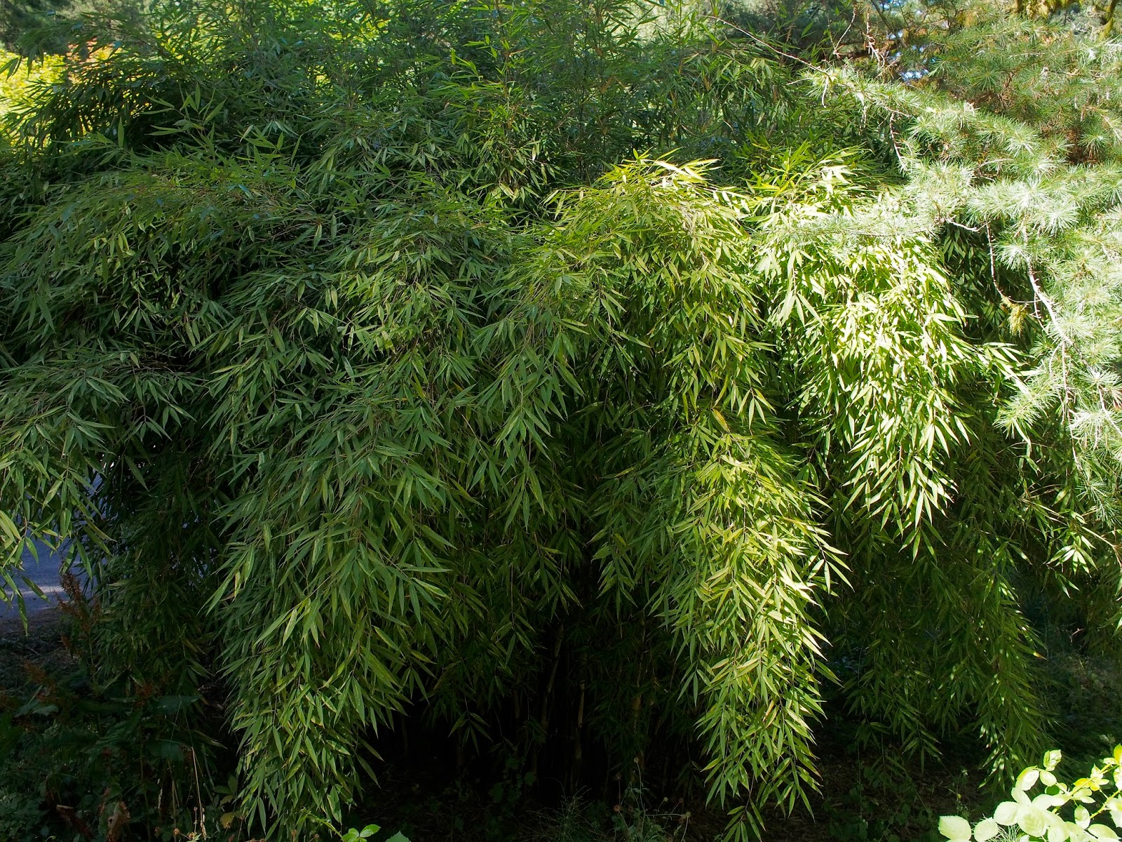 Bamboo at the Hoyt Arboretum