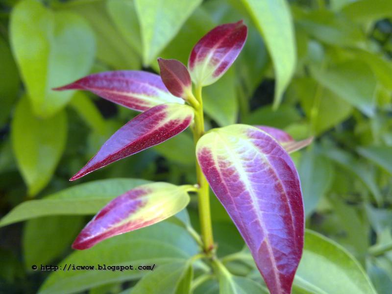 Cinnamon flower Cinnamomum zeylanicum