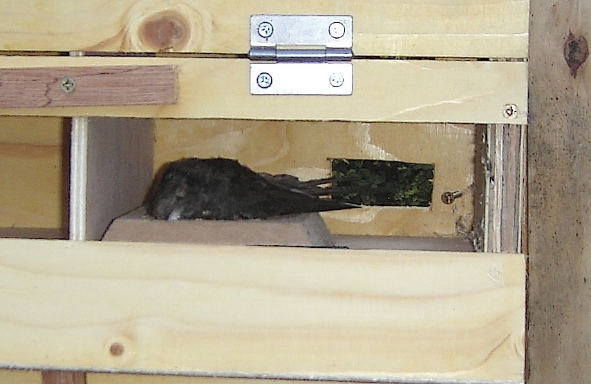 Action for Swifts Experiences with small Swift boxes