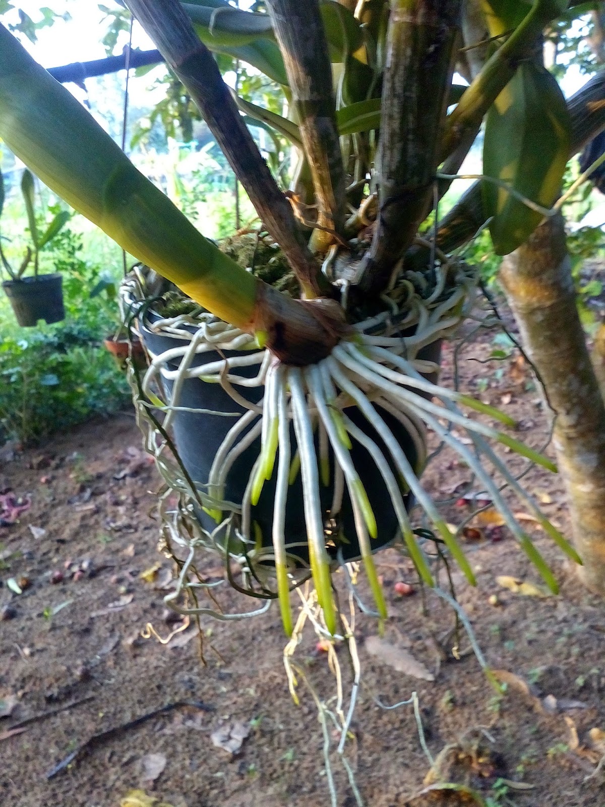 Hàng chục chiếc rễ non mọc tua tủa ở cây dendro