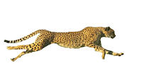 Cheetah (Carnivore Faster In The World)