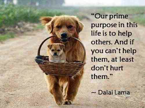 Our prime purpose in this life is to help others. And if you can't help them, at least don't hurt them. Dalai Lama Quote