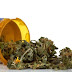 Cannabis: The Next Miracle Treatment For Antibiotic-Resistant Diseases.