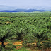 Malaysia Signs an MOU Worth $200 Million for Palm Oil Plantations in Mindanao & Palawan