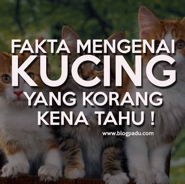 FAKTA MENGENAI KUCING YANG KORANG KENA TAHU ! FAKTA MENGENAI KUCING YANG KORANG KENA TAHU !