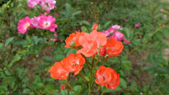 Terrazas de Flores Cebu Botanical Garden