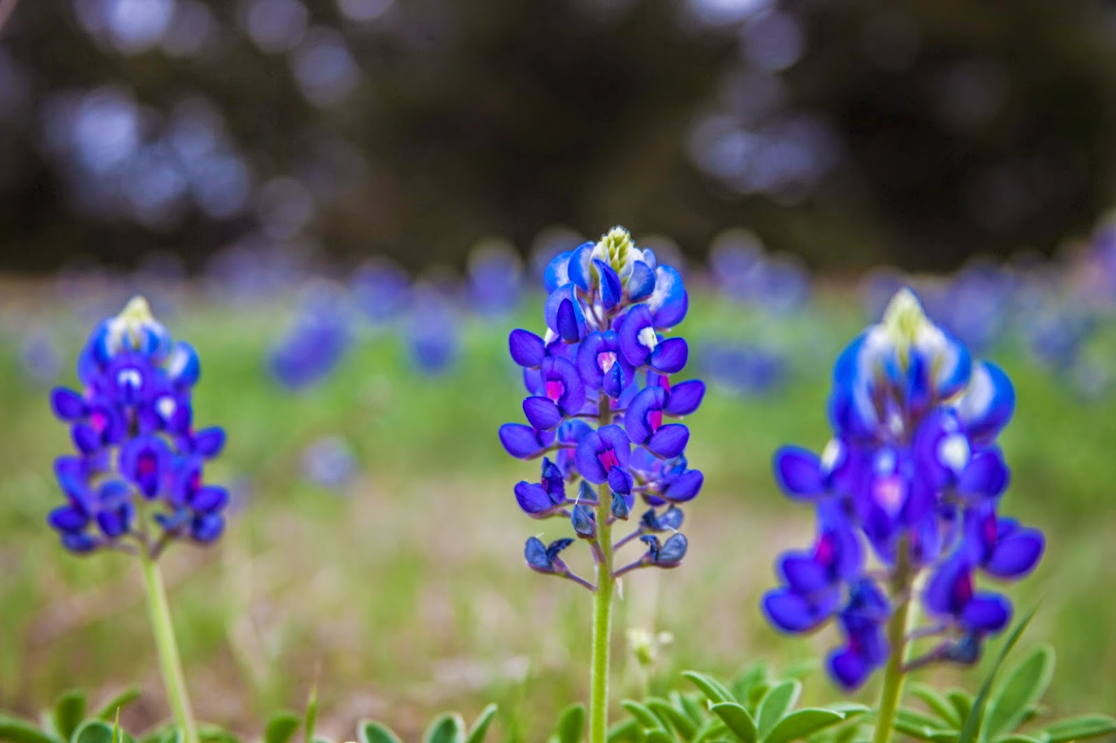 JaredDavidsonPhotography photographs