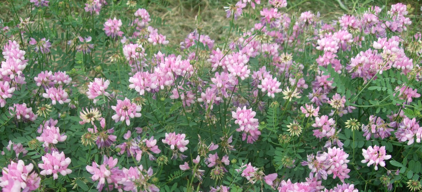 Hearth and Hedge: Crown Vetch (Toxic)