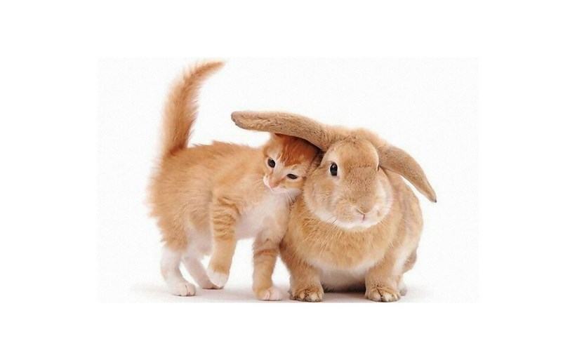 Kelinci Mampu Meniru kucing hewan lucu dan manis memelihara Kelinci Mampu Meniru kucing kelnci dan kucing bisa tinggla serumah asal tidak ada yang larang kata cak lontong