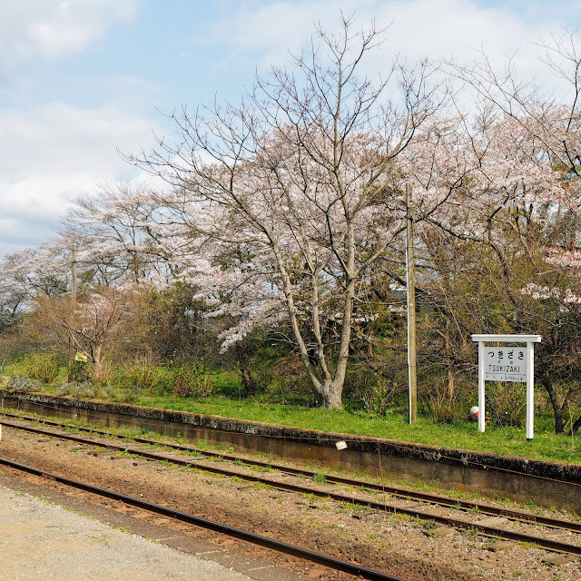 小湊鐵道　月崎駅　桜
