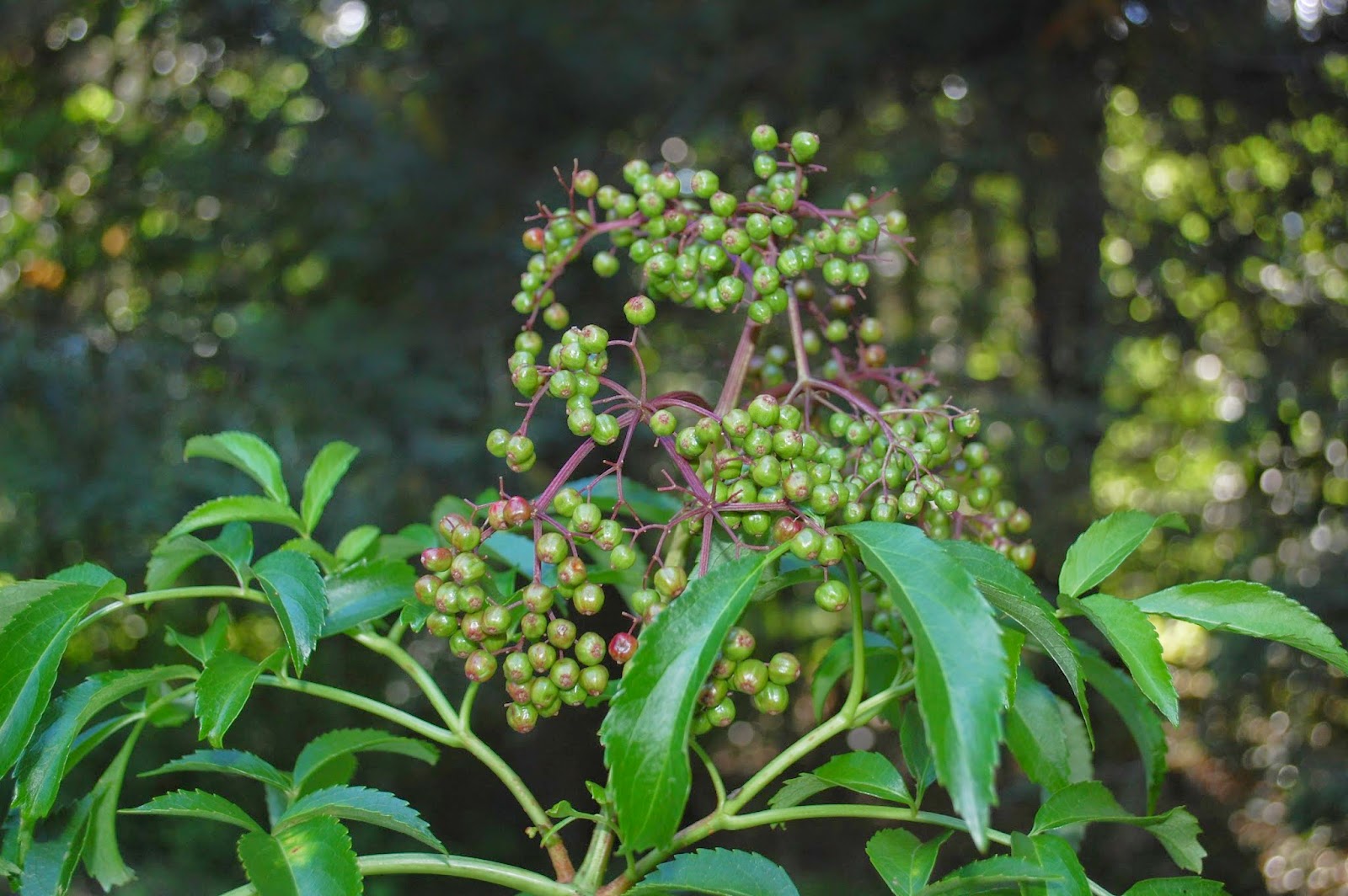 Sprouts Sambucus Canadensis �Adams� Elderberry Bush