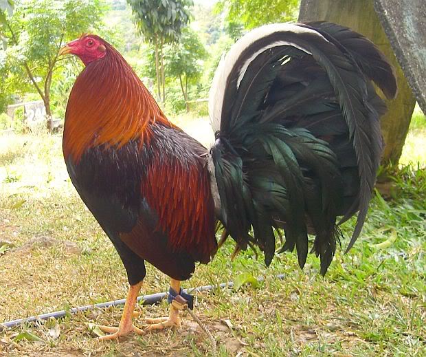 Gallos Finos Los Gallos Kelso, Historia Caracteristicas E Imagenes.