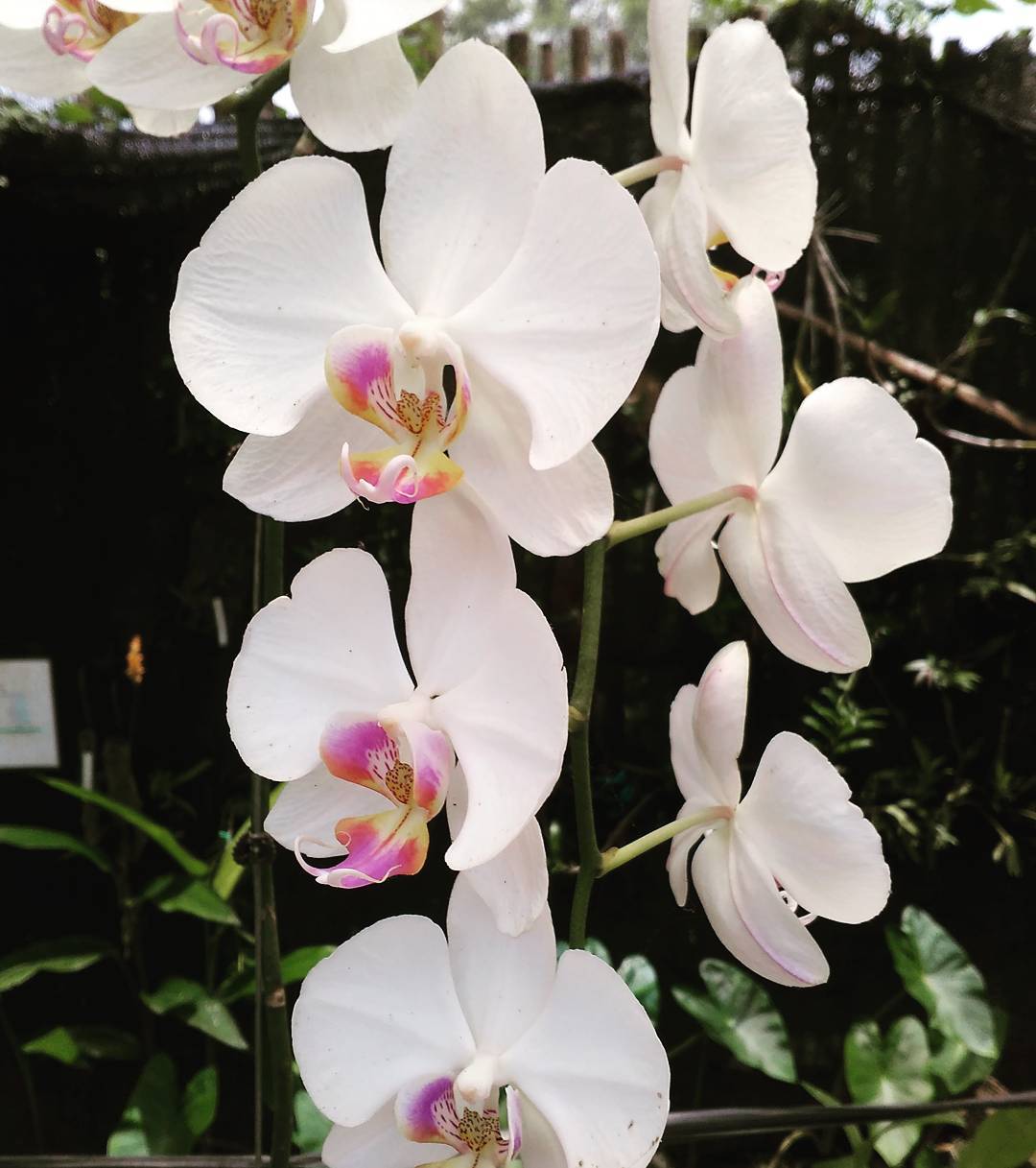 White Orchids